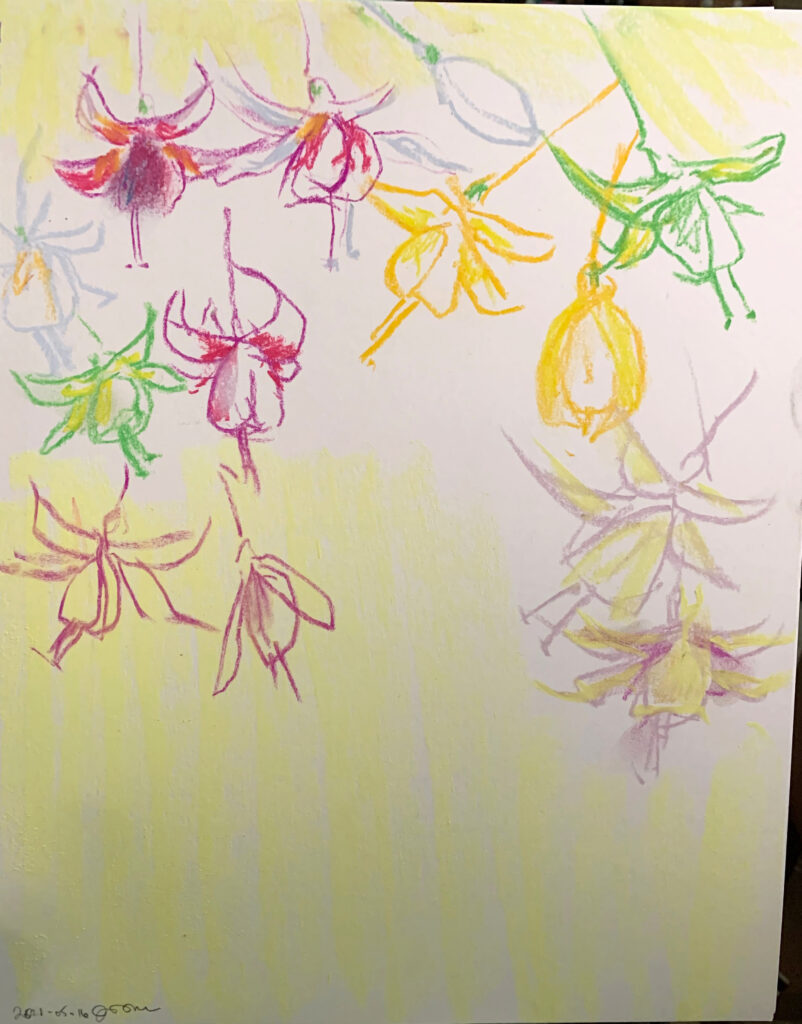 colorful dry pastel line drawing of fuchsia blooms